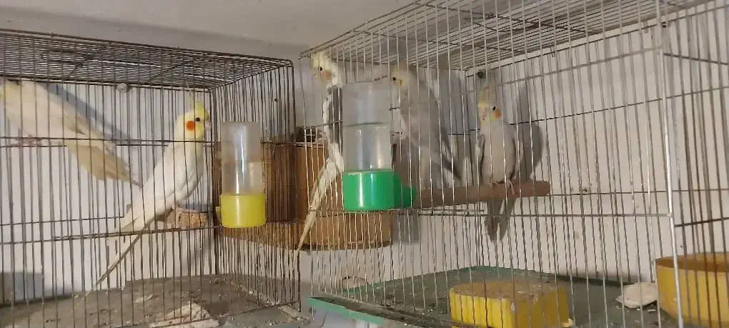 فروش طوطی عروس های بالغ و جوجه عروس هم موجود است|پرنده|رشت, حسین آباد|دیوار