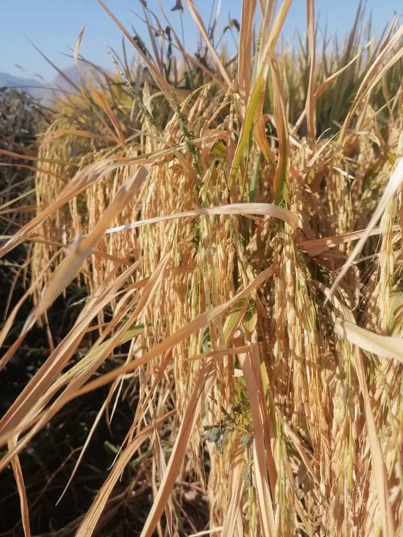 چلتوک|خوردنی و آشامیدنی|باشت, |دیوار