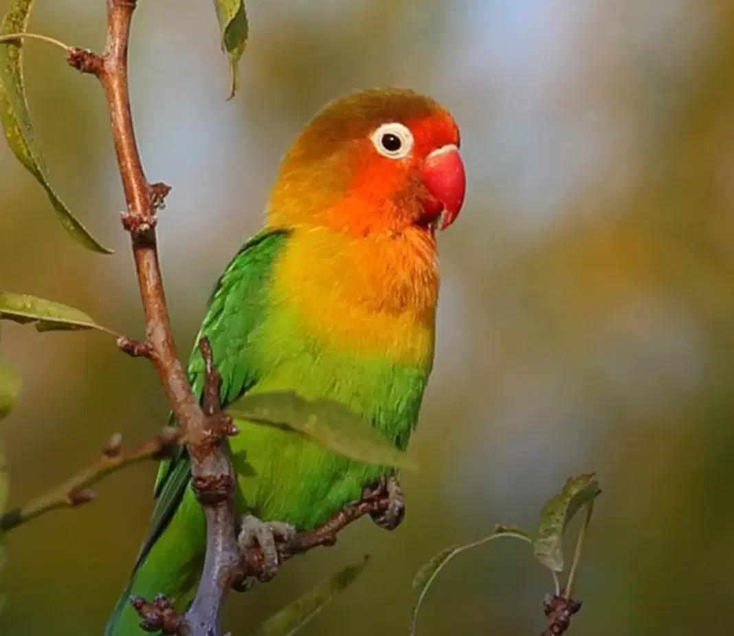 طوطی برزیلی عروس هلندی|پرنده|زنجان, |دیوار