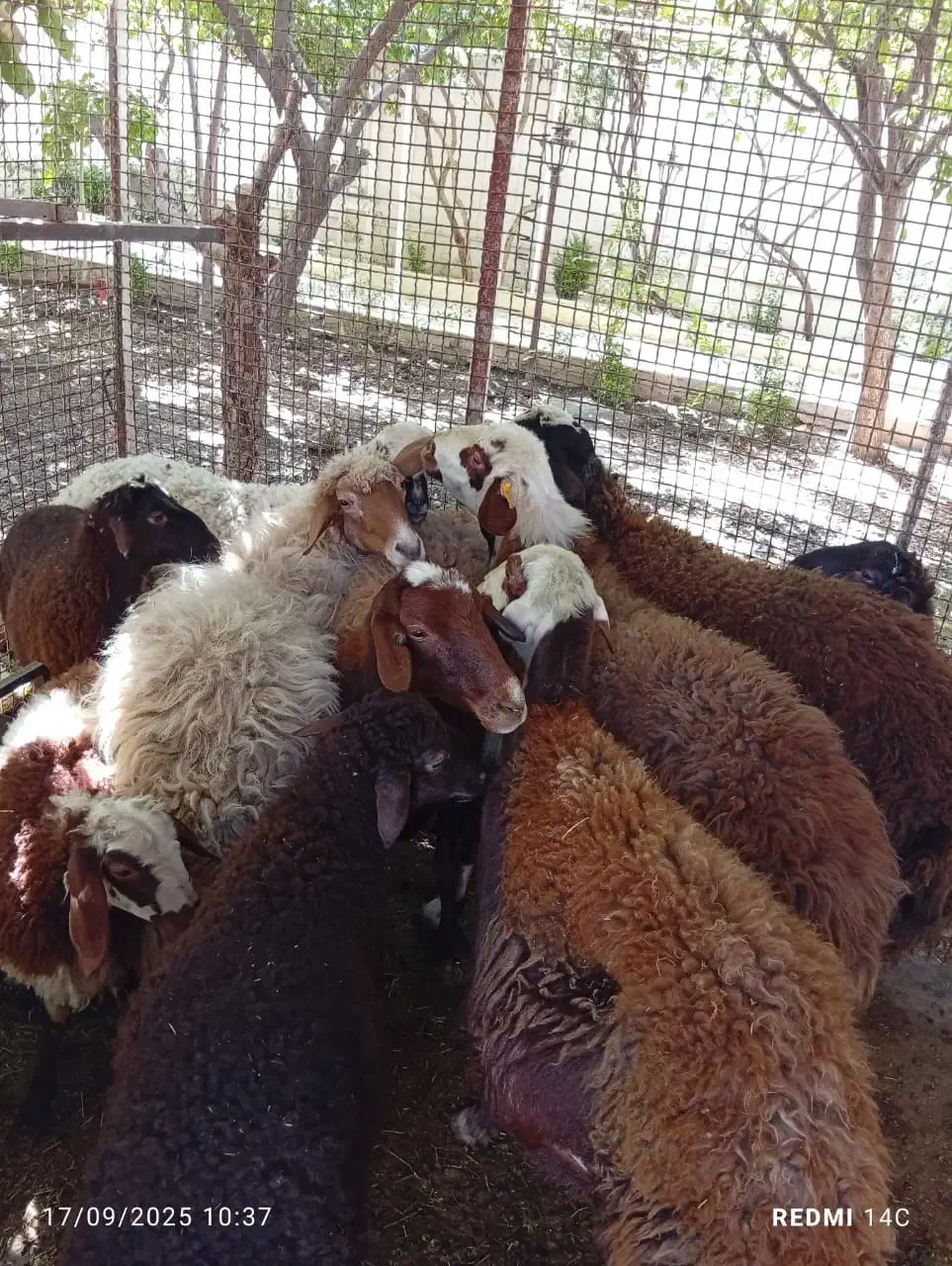 گوسفند زنده محلی درجه یک.بره قوچ شال .بره شیری|حیوانات مزرعه|فردیس, شهرک ناز|دیوار
