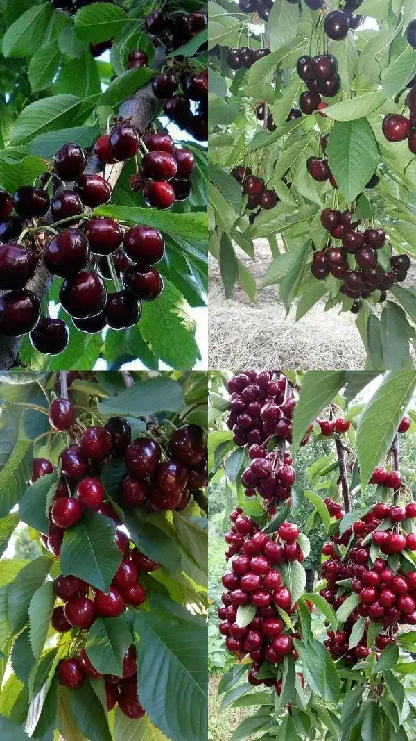 انواع نهال های پیوندی، بذری، پایه خارجی|خدمات باغبانی و درختکاری|سنندج, |دیوار