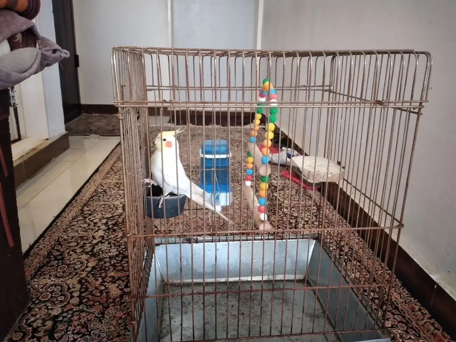 عروس هلندی|پرنده|ایلام, |دیوار