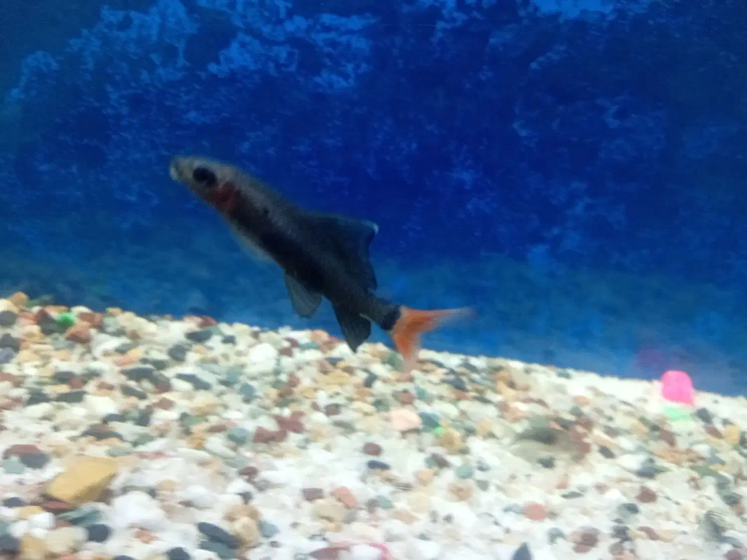 ماهی شارک|ماهی|سبزوار, جنت|دیوار