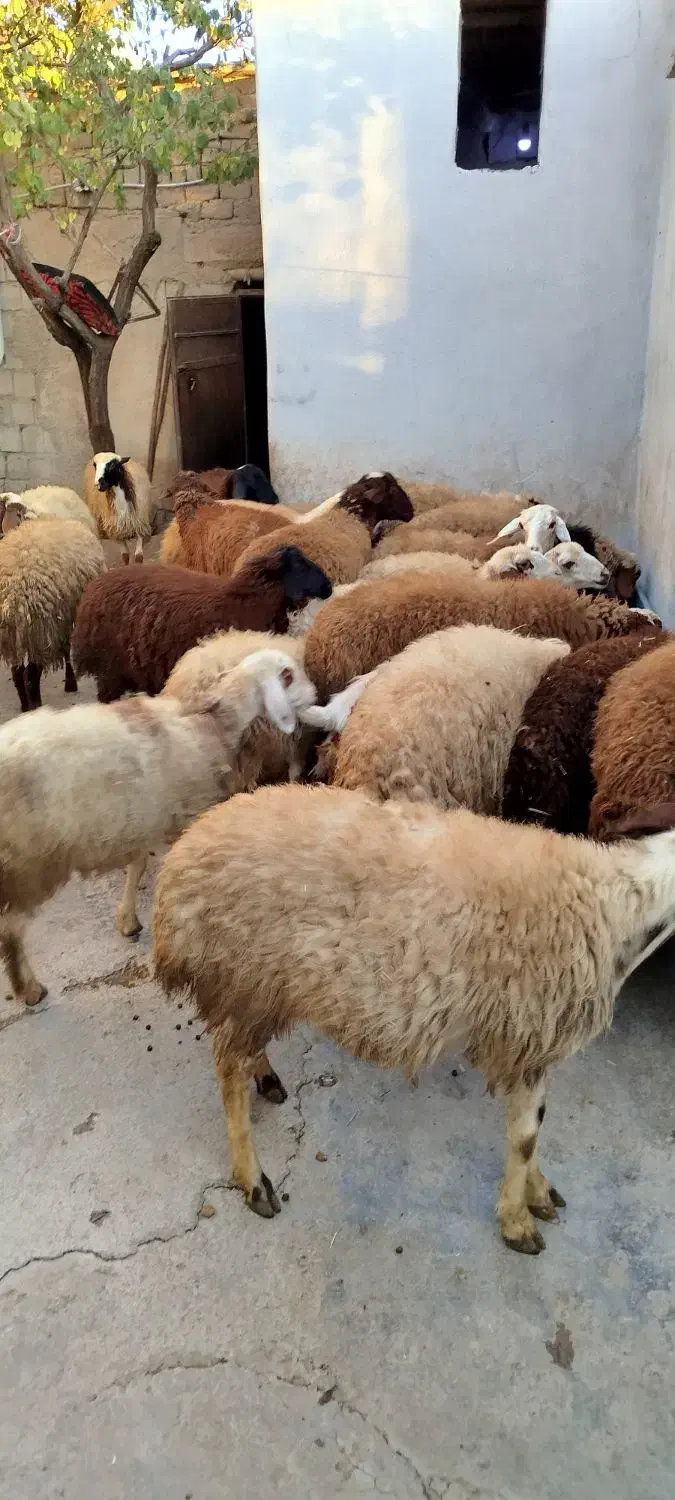 کاور پای پروار|حیوانات مزرعه|سنندج, |دیوار