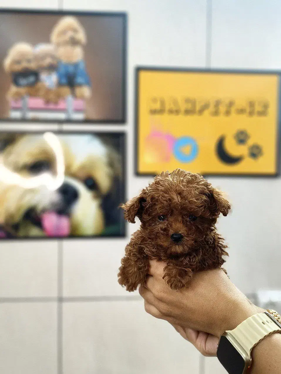 تاینی پودل توی پودل عروسکی /// Poodle toy|سگ|اصفهان, خانه اصفهان|دیوار