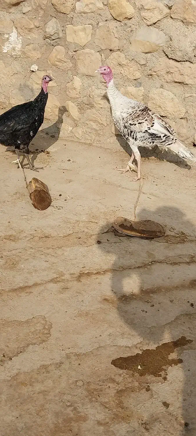 بوقلمون|حیوانات مزرعه|ماهیدشت, |دیوار