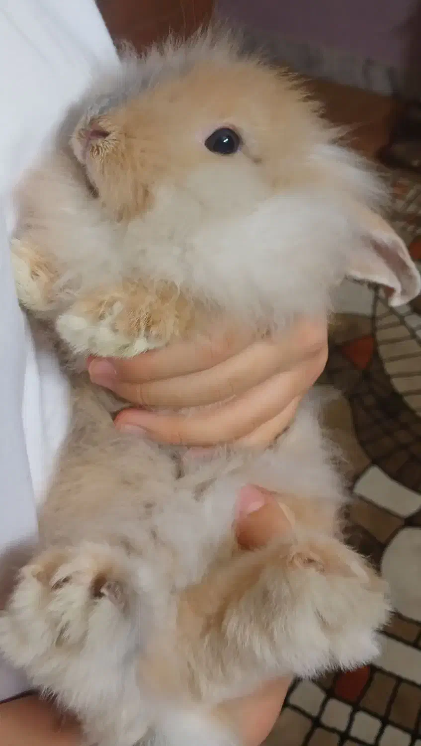 واگذاری خرگوش لوپ|موش و خرگوش|اصفهان, سپاهانشهر|دیوار