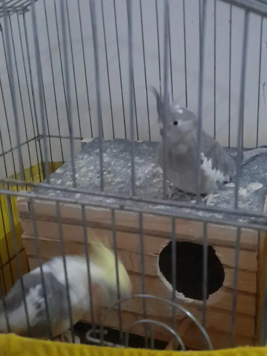 عروس هلندی مولد|پرنده|چهاردانگه (تهران), |دیوار