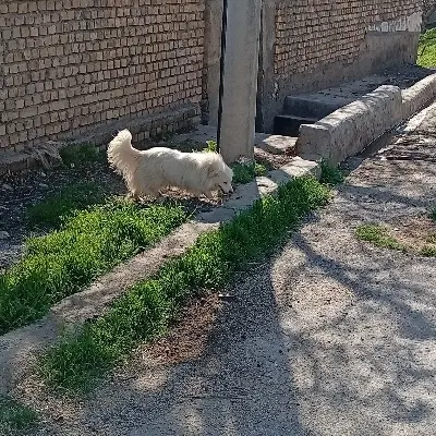 سگ ..تول|سگ|ملایر, |دیوار