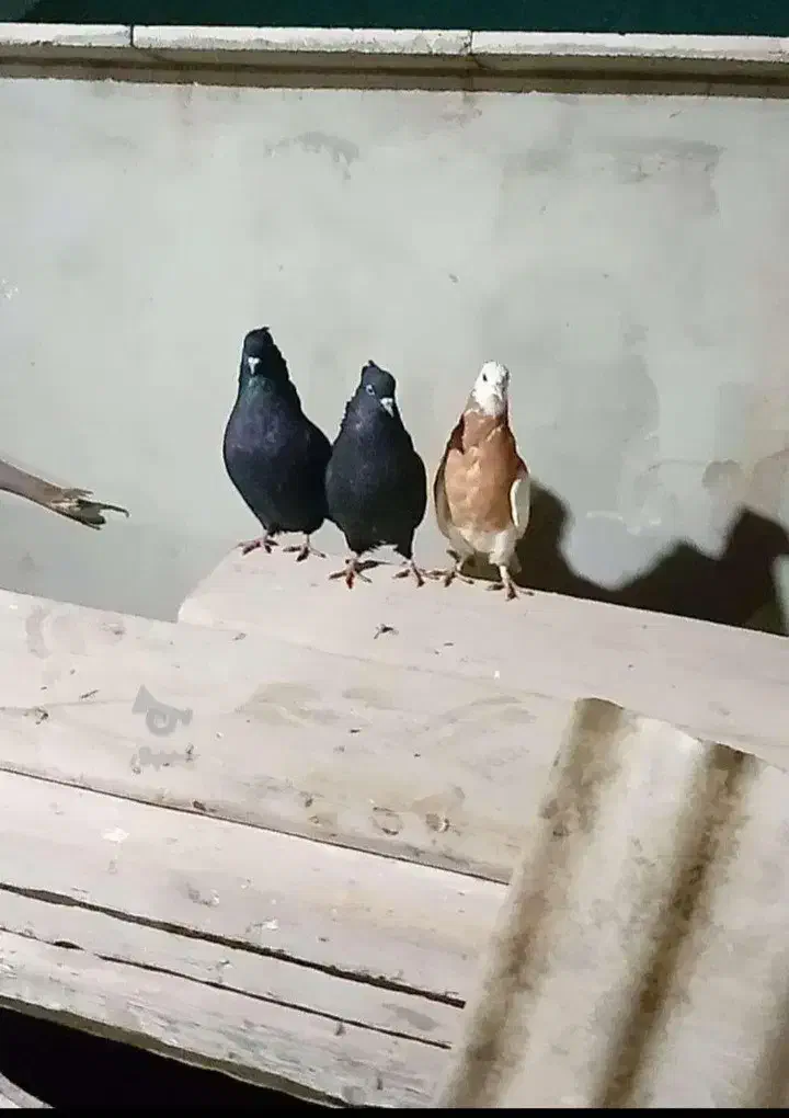 کبوتر|پرنده|گرگان, |دیوار