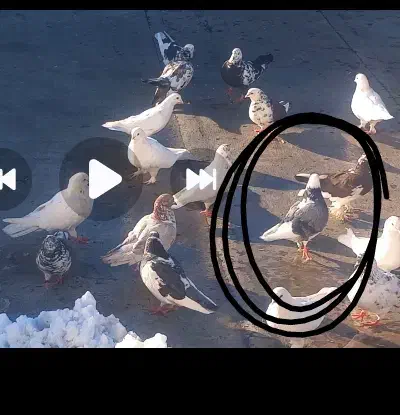 این‌کبوتر‌ گم‌ شده|حیوانات|مرند, |دیوار