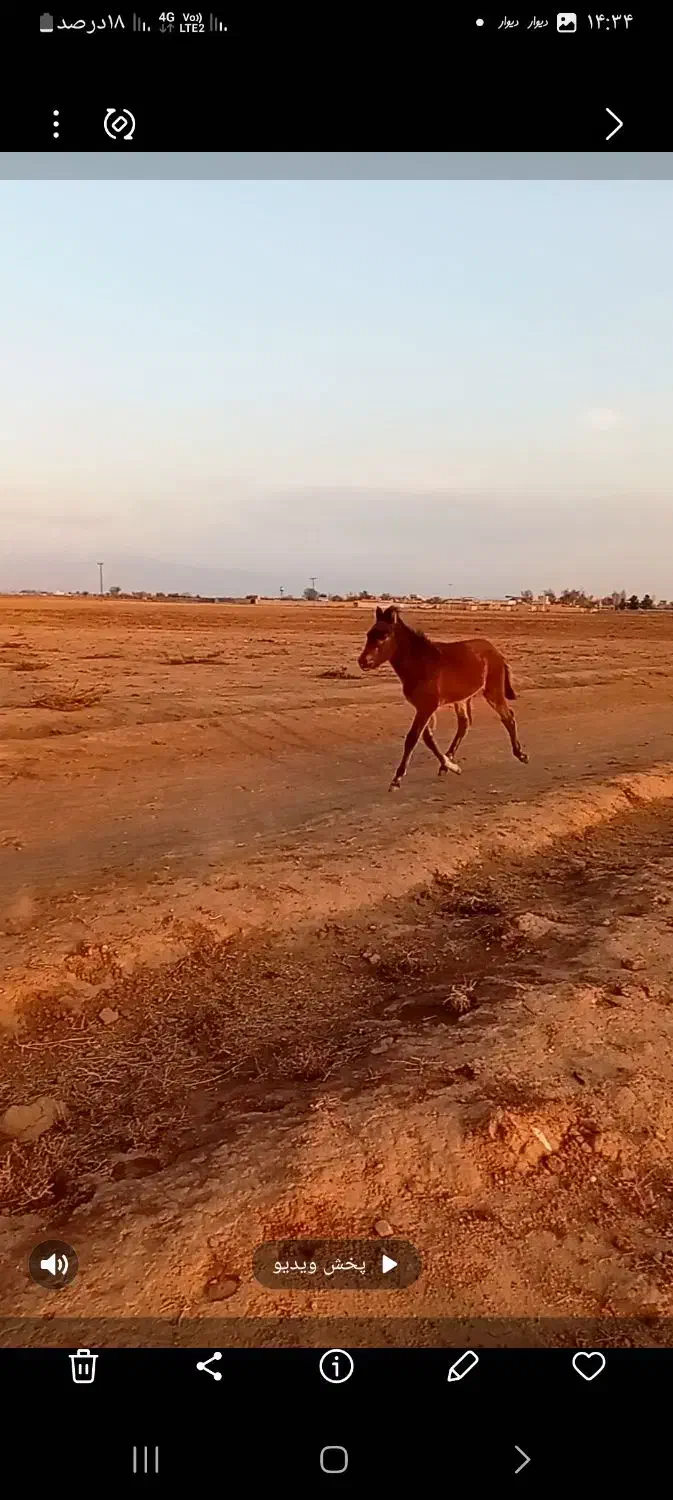 کره اسب|اسب و تجهیزات اسبسواری|نیشابور, خیام|دیوار