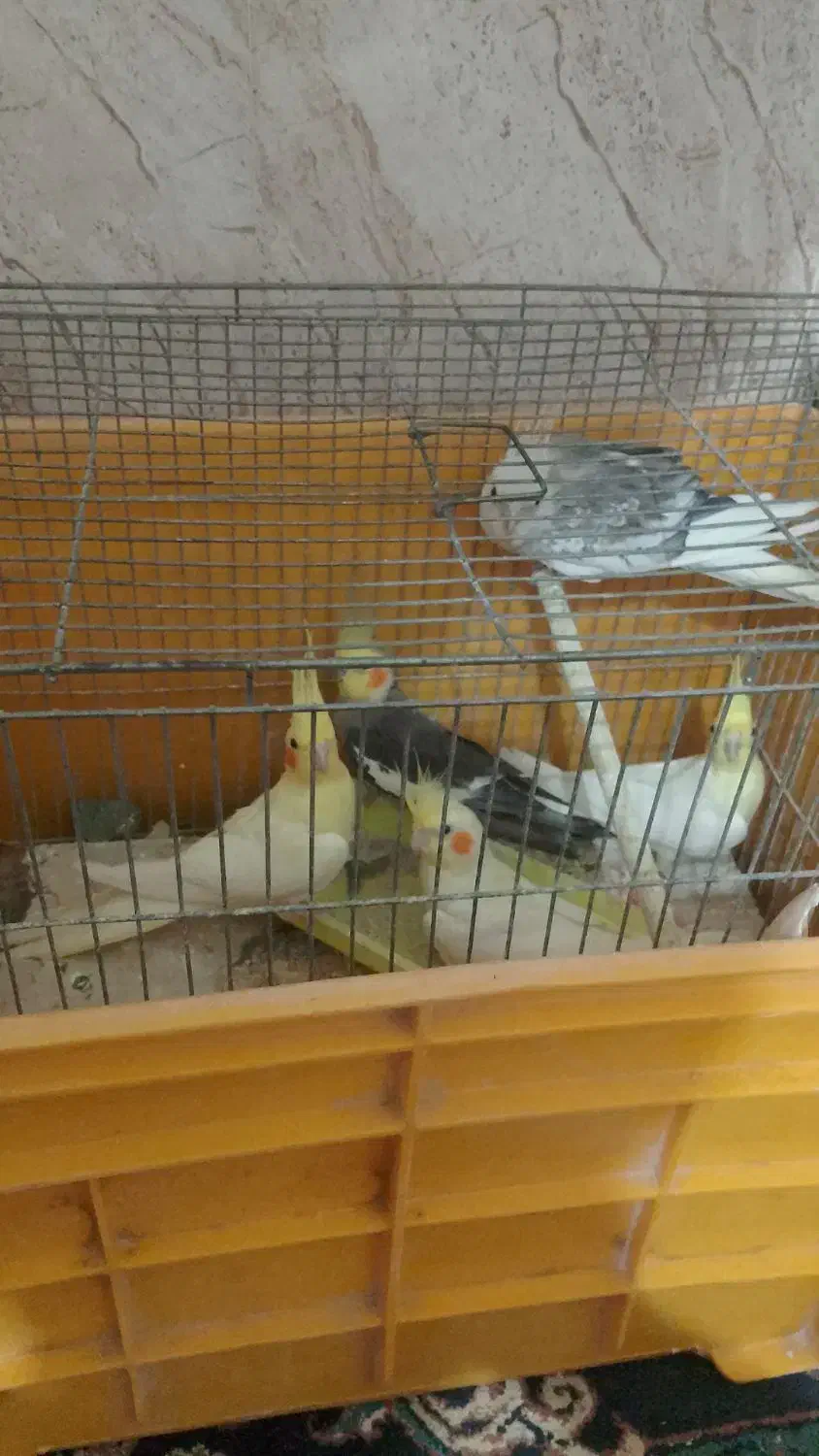 عروس هلندی|پرنده|قشم, |دیوار