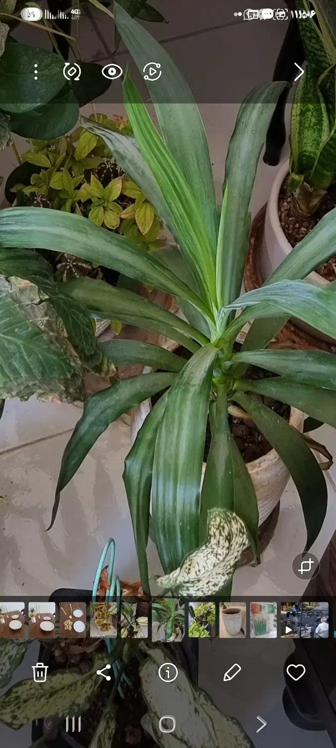 گل و گلدان اپارتمان ۲۳ عدد یکجا|گل و گیاه طبیعی|پردیس, فاز ۳|دیوار