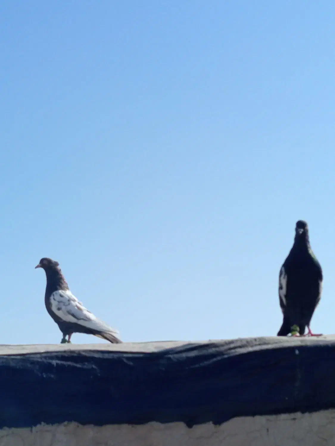 کفتر رنگه المانی|پرنده|مشهد, یاس|دیوار