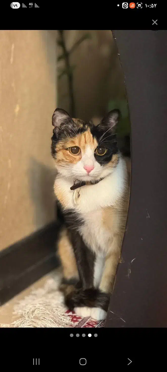 گربه|گربه|قم, نیروگاه|دیوار