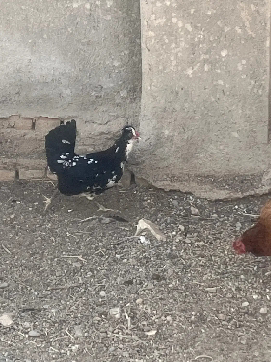 مرغ و خروس گلین|حیوانات مزرعه|دشتابی, |دیوار