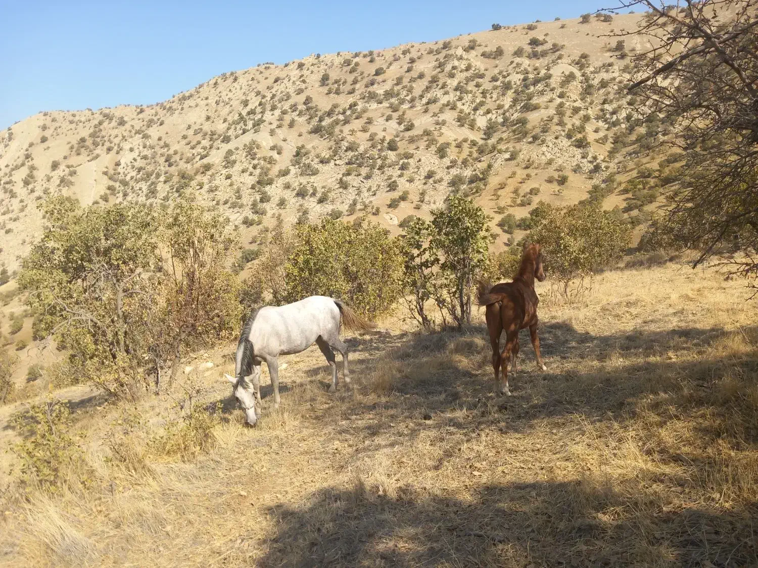 مادیان و کره اسب|اسب و تجهیزات اسب‌سواری|کوهدشت, |دیوار