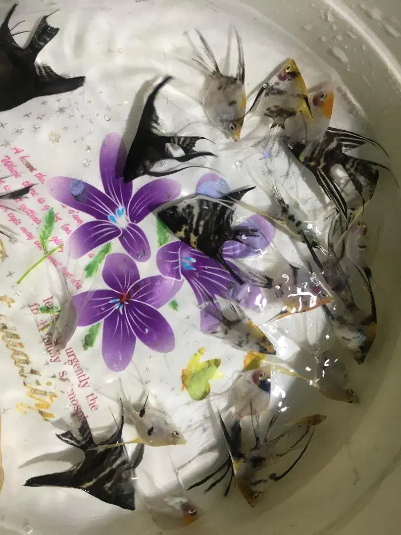 انجل|ماهی|تهران, شهرک ولیعصر شمالی|دیوار