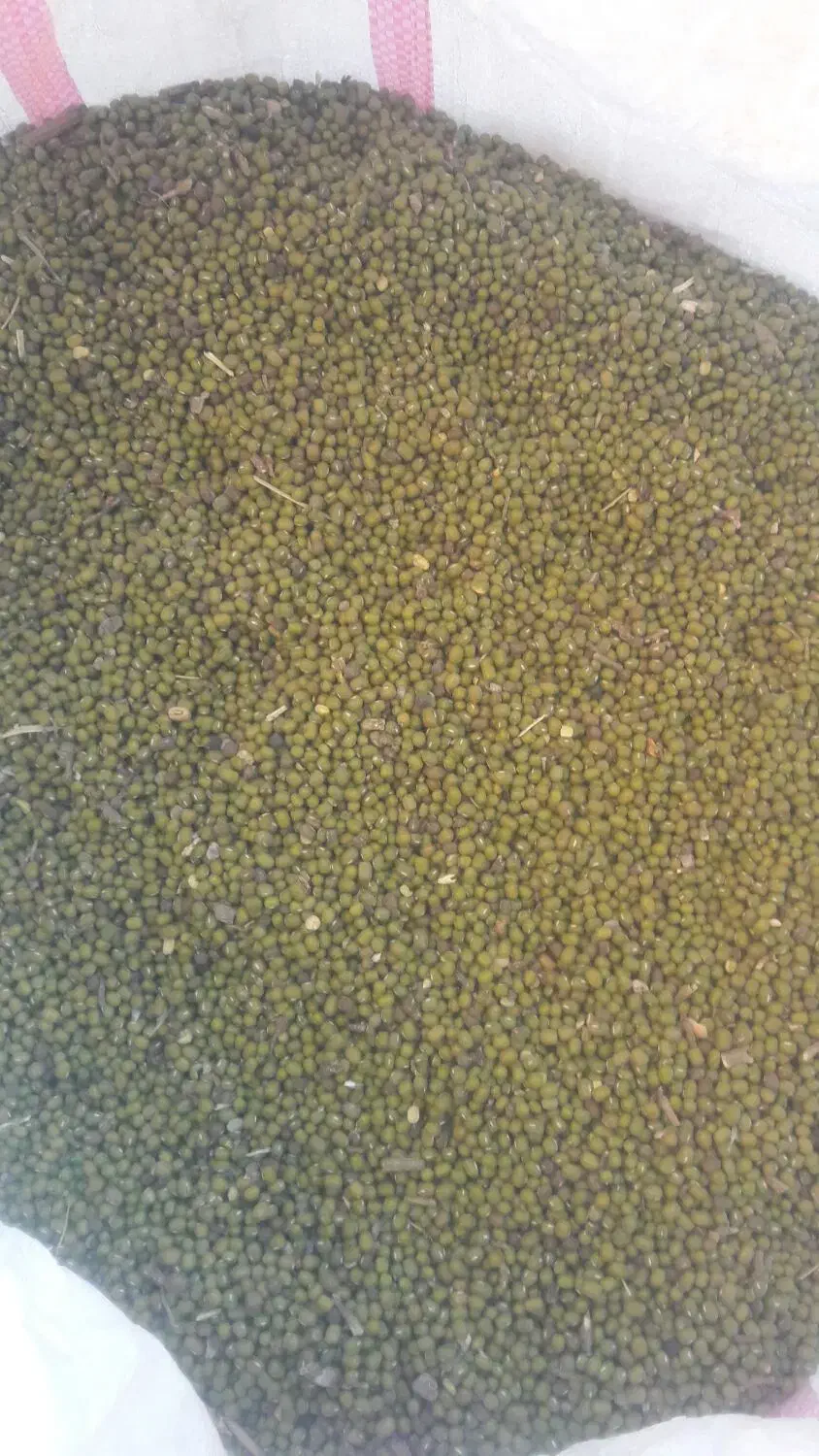 ماش عمرانی|عمده‌فروشی|دره شهر, |دیوار