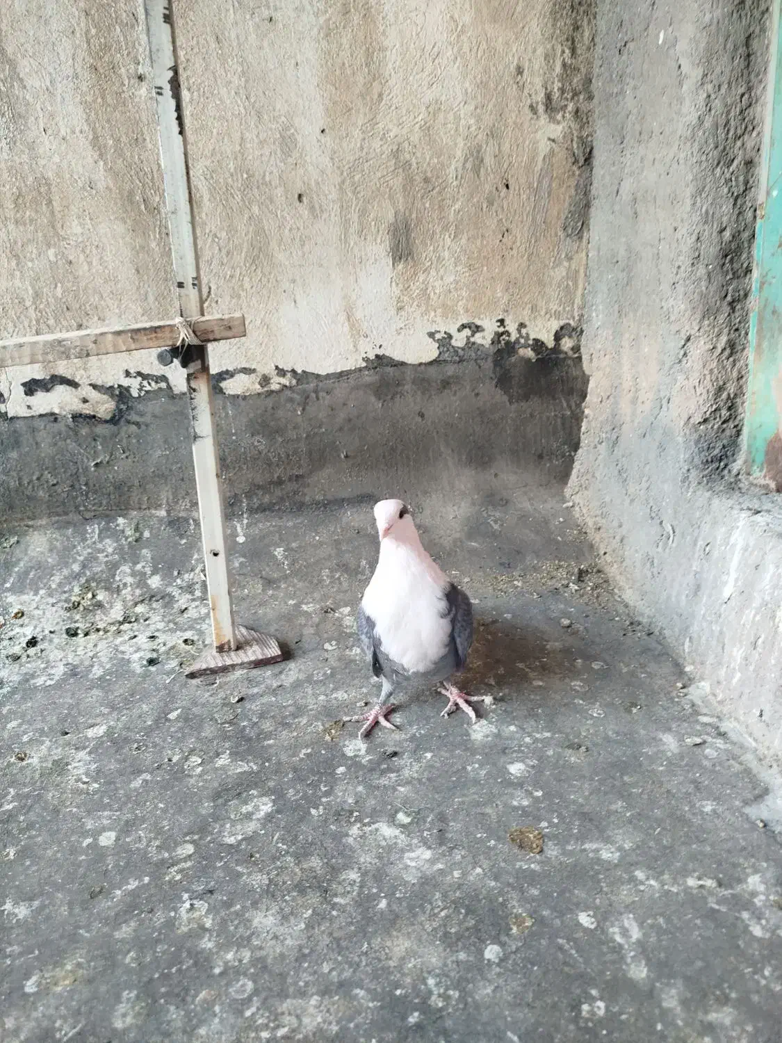 کلسفید|پرنده|قم, چهل اختران|دیوار