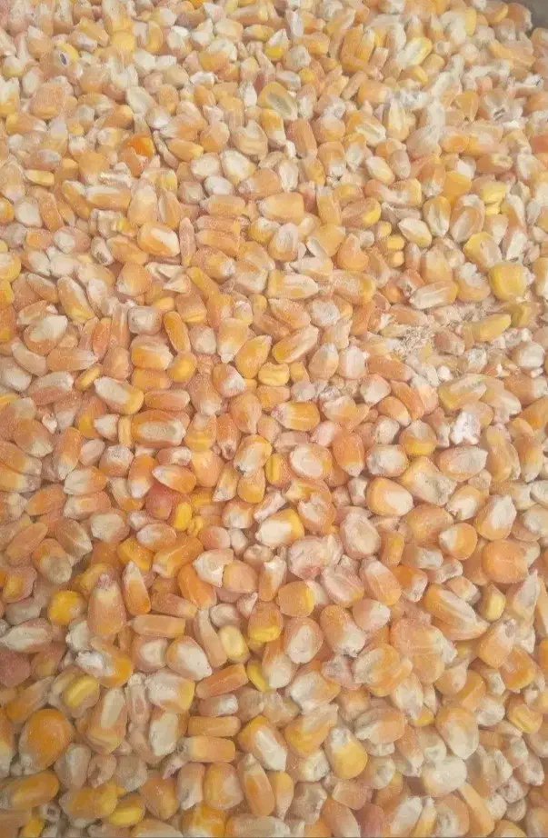 خوراک دام ذرت جو|حیوانات مزرعه|شاهینشهر, خبرنگار|دیوار