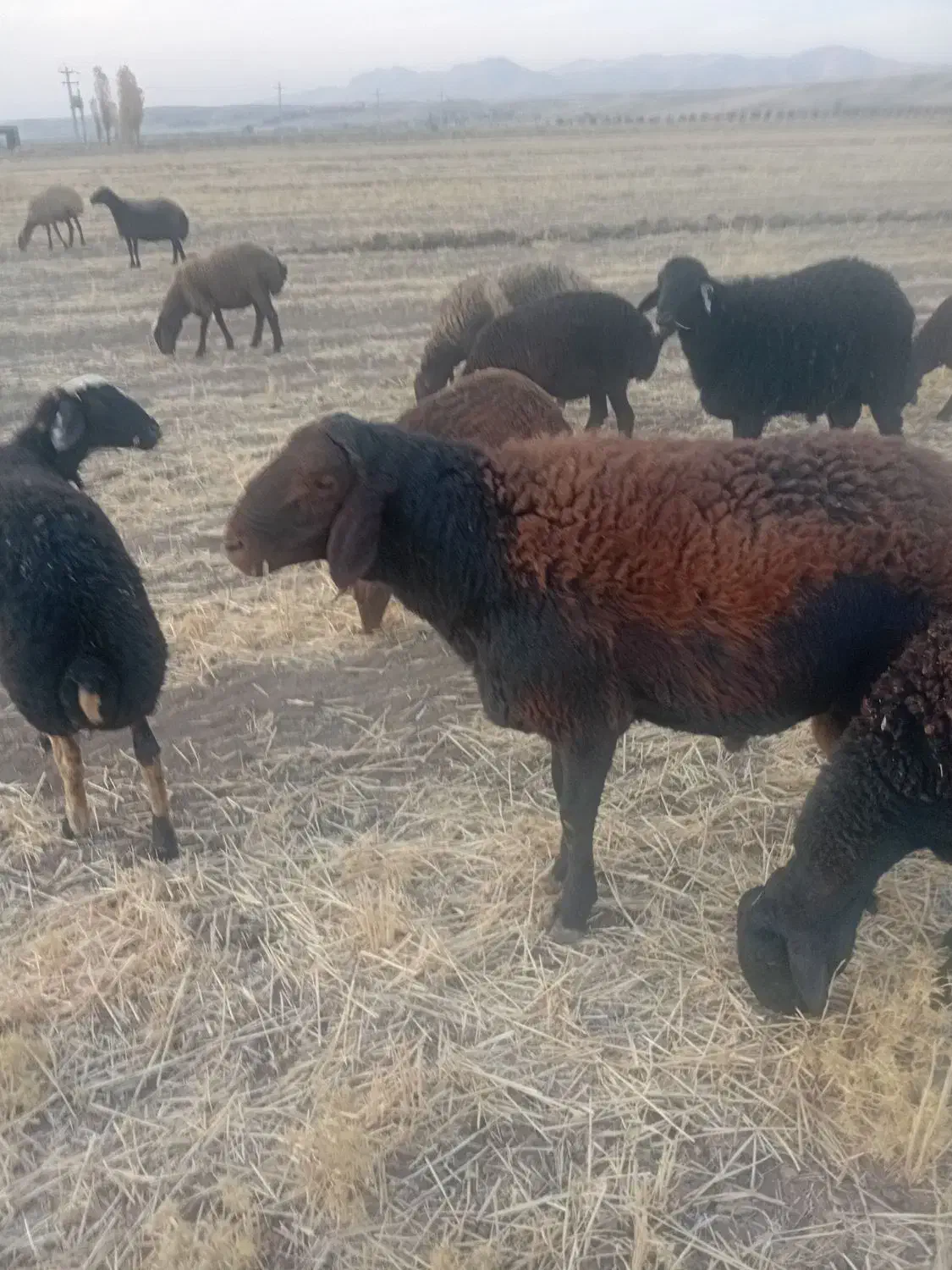 قوچ افشاری|حیوانات مزرعه|بیلوار, |دیوار