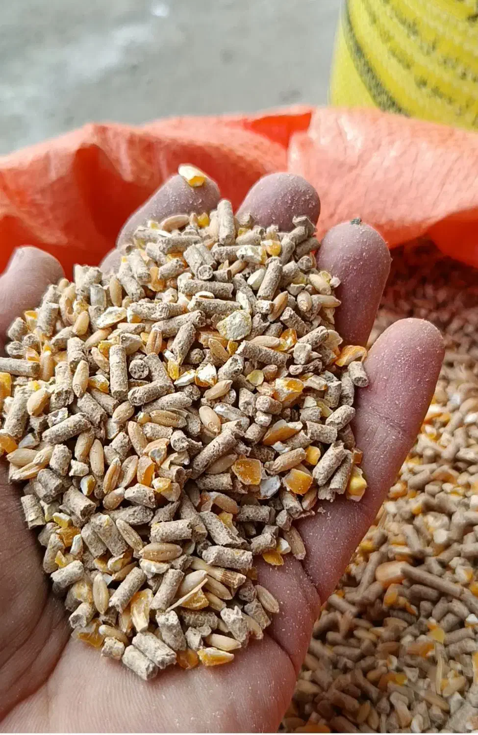 خوراک دام و دان طیور|لوازم جانبی حیوانات|تالش, جوکندان|دیوار