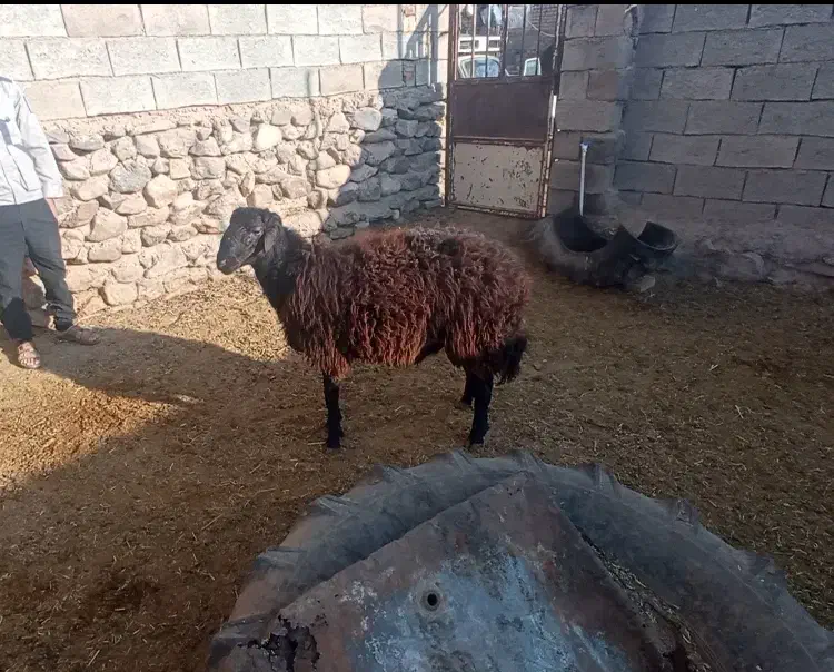 بره قوچی|حیوانات مزرعه|نیشابور, شهرک فیروزه|دیوار