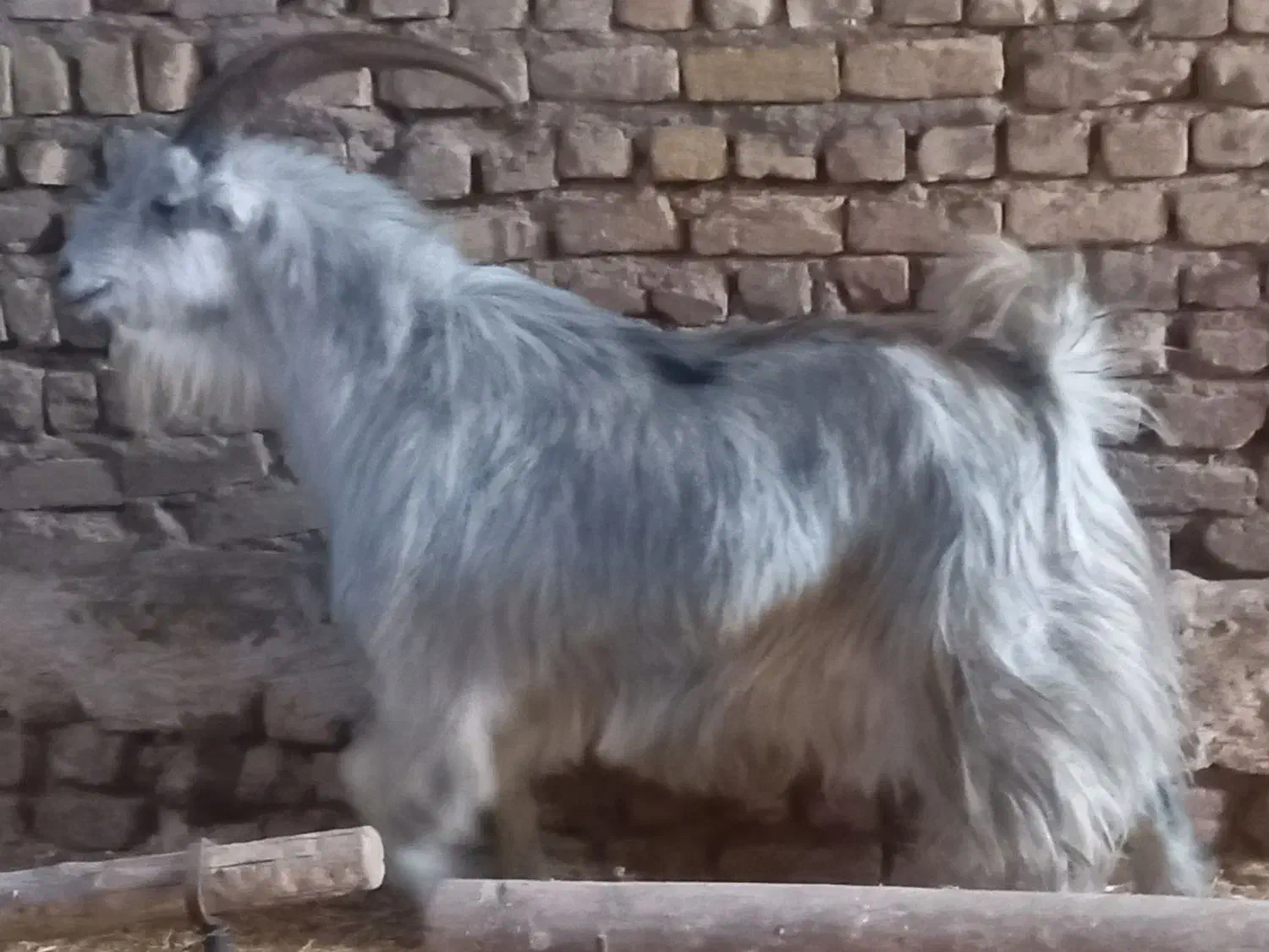 دوبر و قوچ|حیوانات مزرعه|قم, سالاریه|دیوار