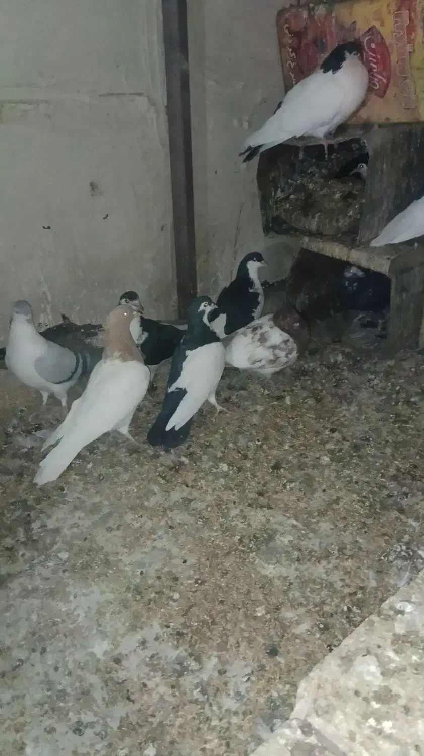 جفت کفتر ساده وچپ شماره تماس|پرنده|جلگه ماژان, |دیوار