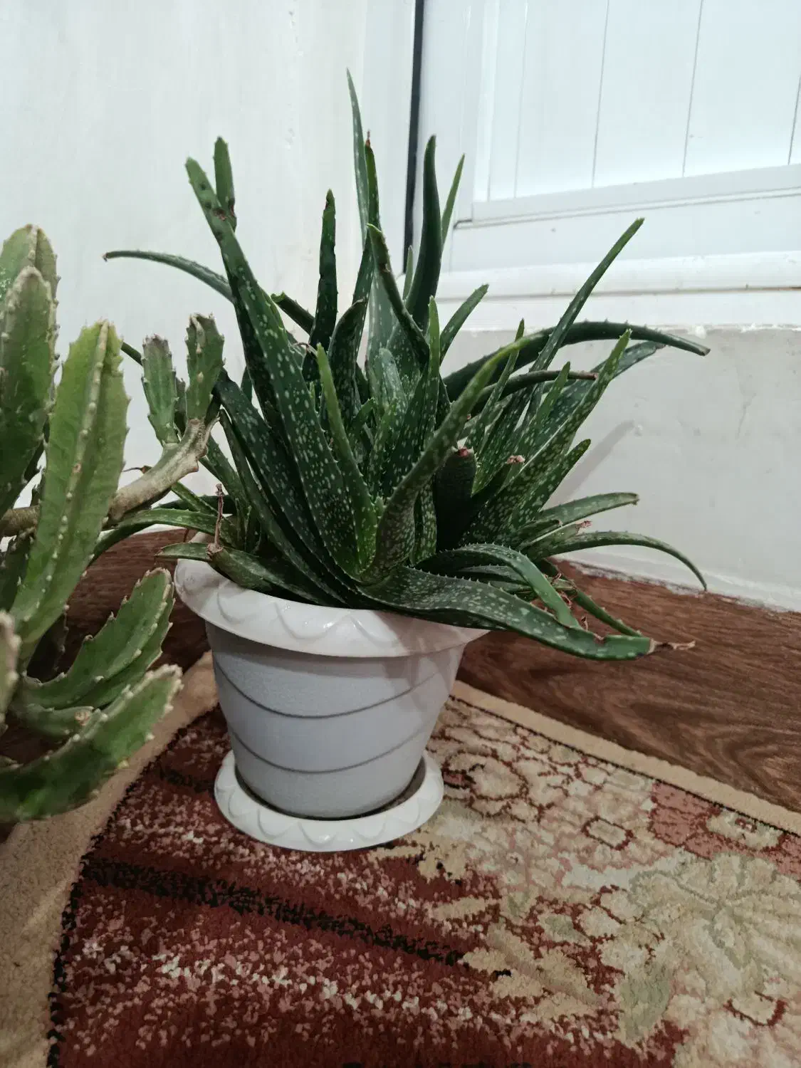 گل های کاکتوس و گل های زیبا|گل و گیاه طبیعی|ارومیه, |دیوار