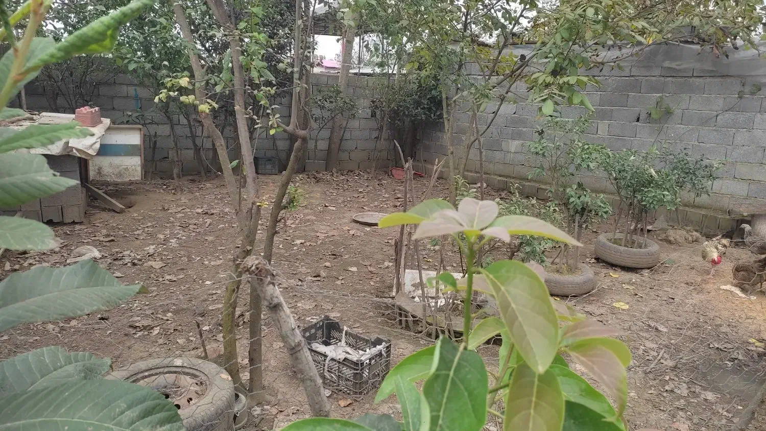 ۳۰۰متر زمین ۶۸متر بنا قیمت ۳ملیارد|فروش خانه و ویلا|نشتارود, |دیوار