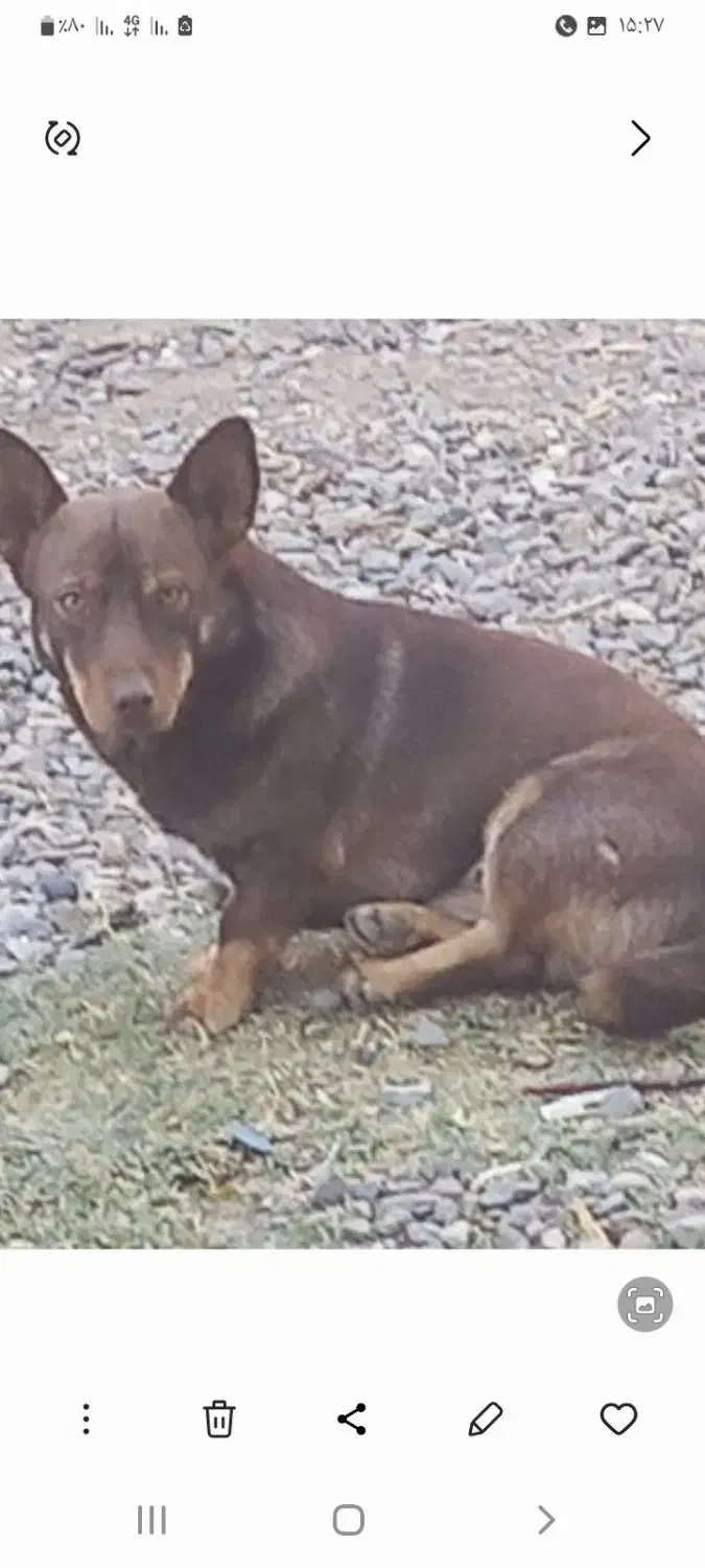 واگذاری پاکوتاه نر|سگ|بناب, |دیوار