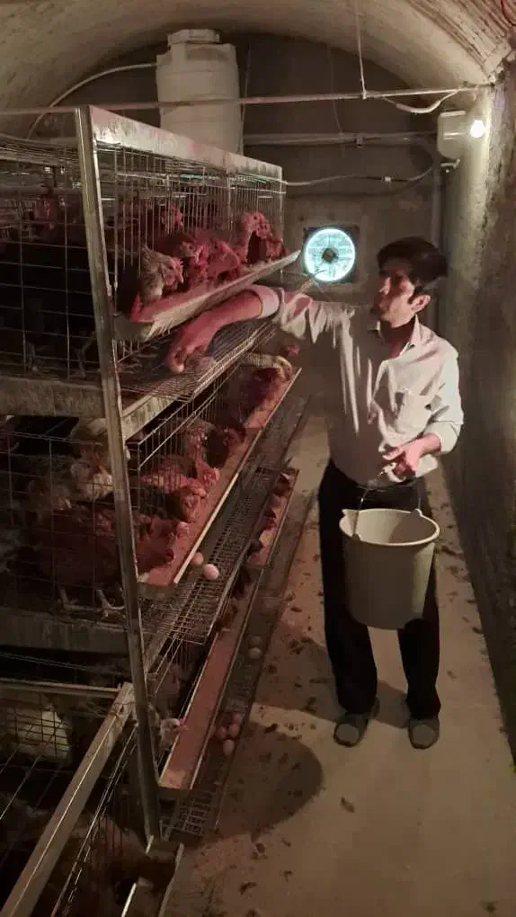 تخم مرغ بومی اصل گلپایگان|خوردنی و آشامیدنی|اصفهان, لاله|دیوار