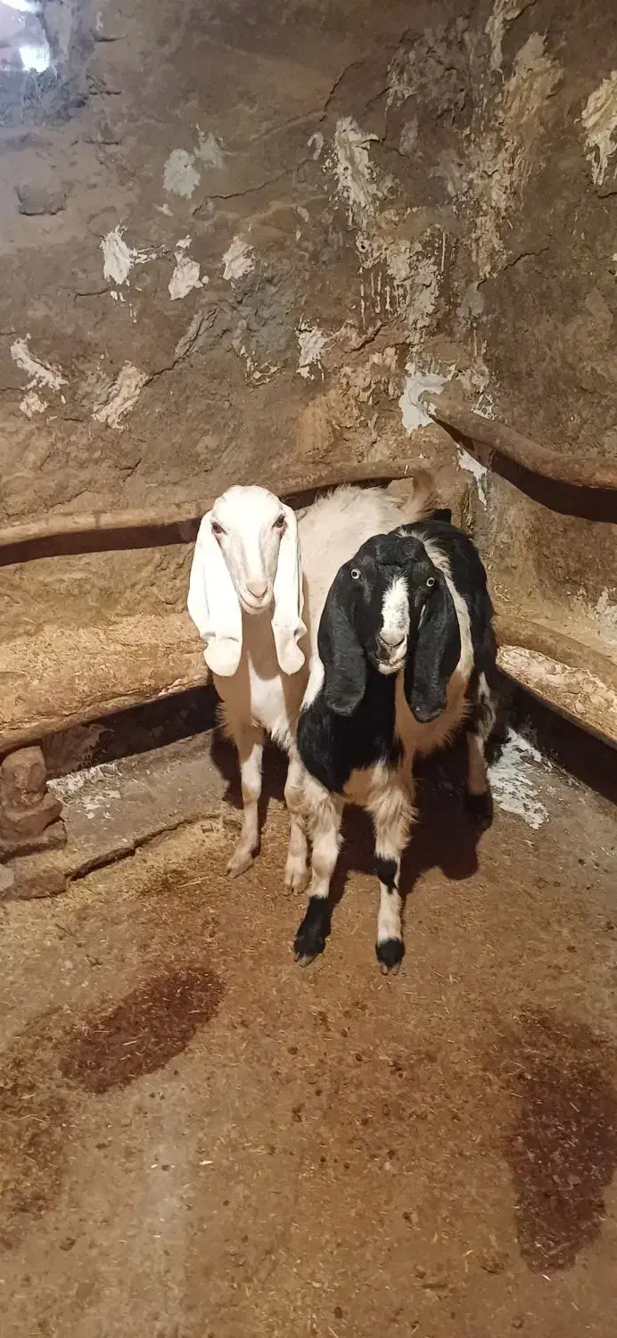 بز هلندی|حیوانات مزرعه|هرسین, |دیوار