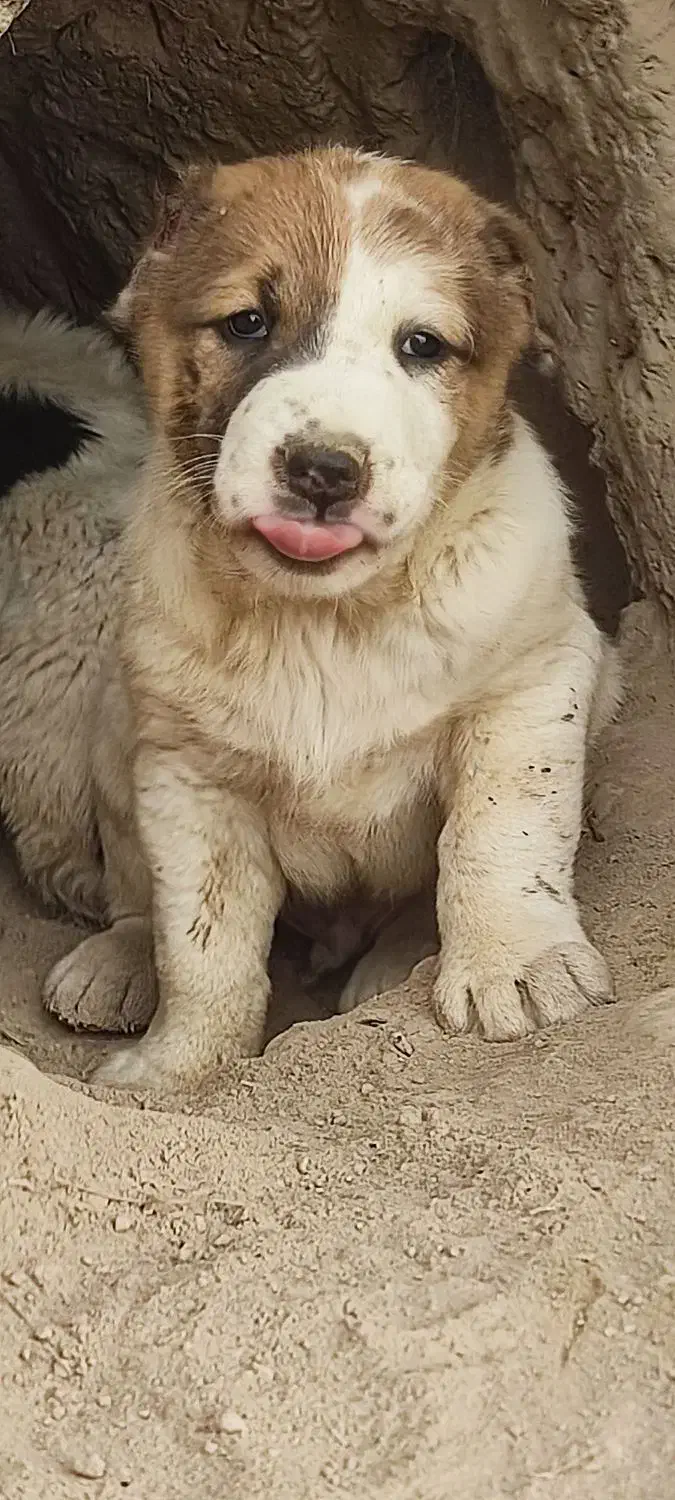 فروشی|سگ|آزادشهر, |دیوار