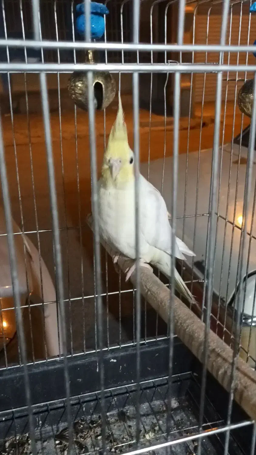 کبوتر رنگی و طوقی و عروس مینا|پرنده|ایلام, |دیوار