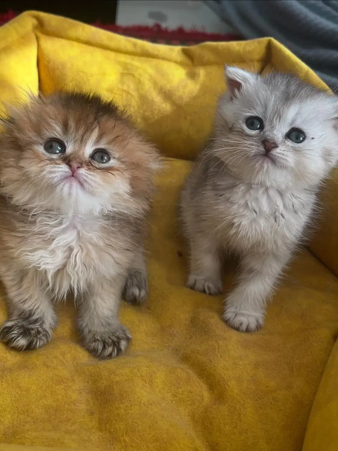 گربه|گربه|گرمدره, |دیوار