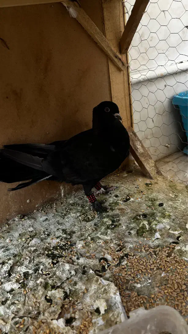 کفتر|پرنده|قم, آزادگان|دیوار