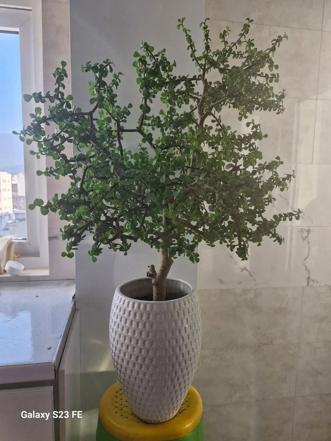 کراسولا خرفه ای ۱۲ ساله|گل و گیاه طبیعی|آزادشهر, |دیوار