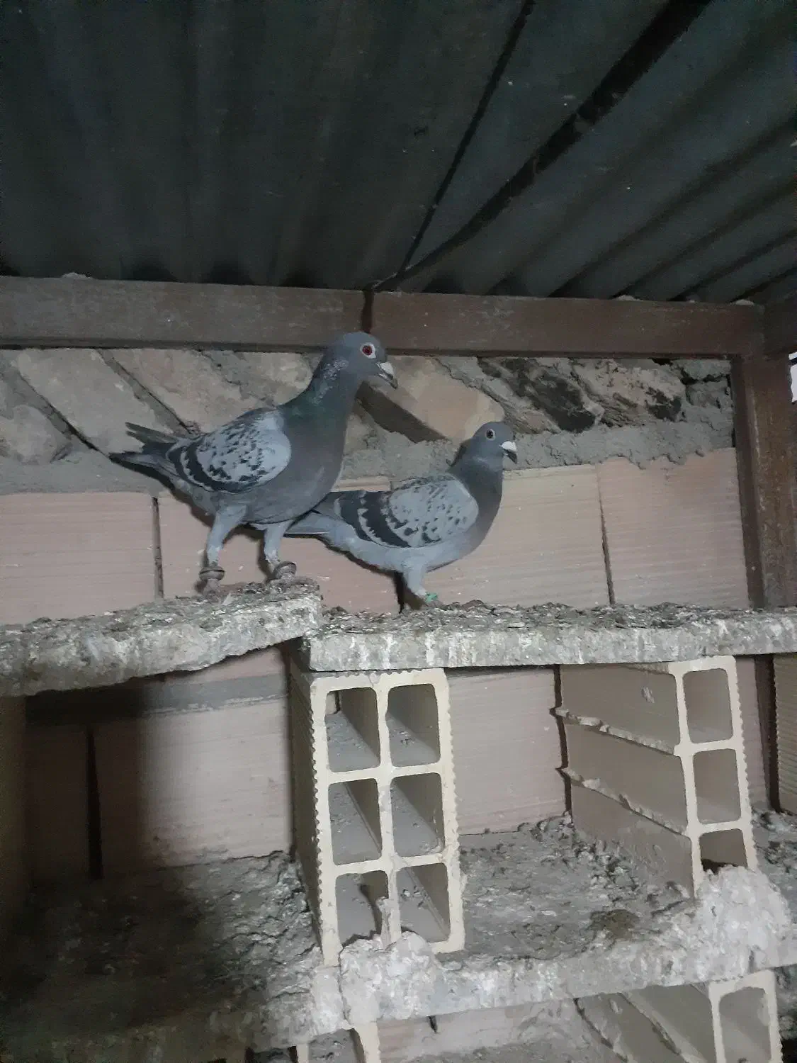 کفتر گرفتنی|پرنده|نیشابور, مازول|دیوار