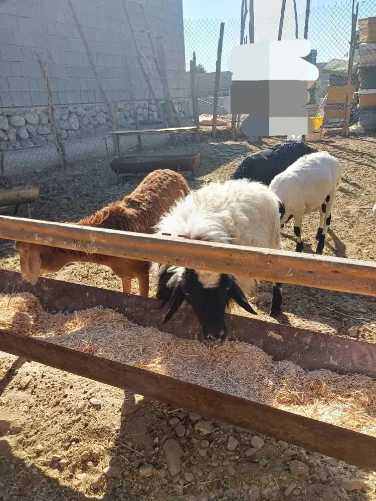 ۵عدد بره نر|حیوانات مزرعه|بندرعباس, |دیوار