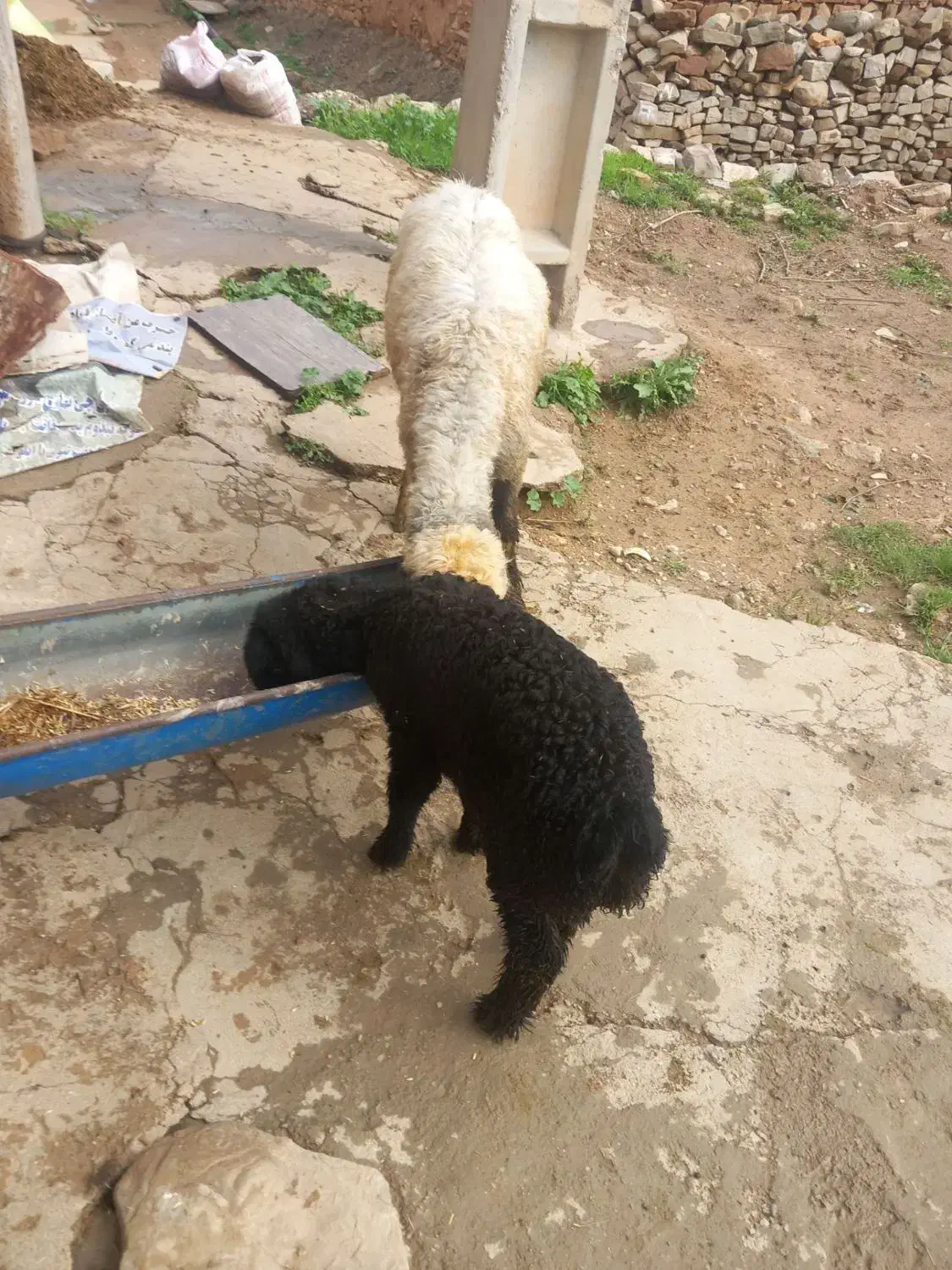 میش بره|حیوانات مزرعه|مسجد سلیمان, |دیوار