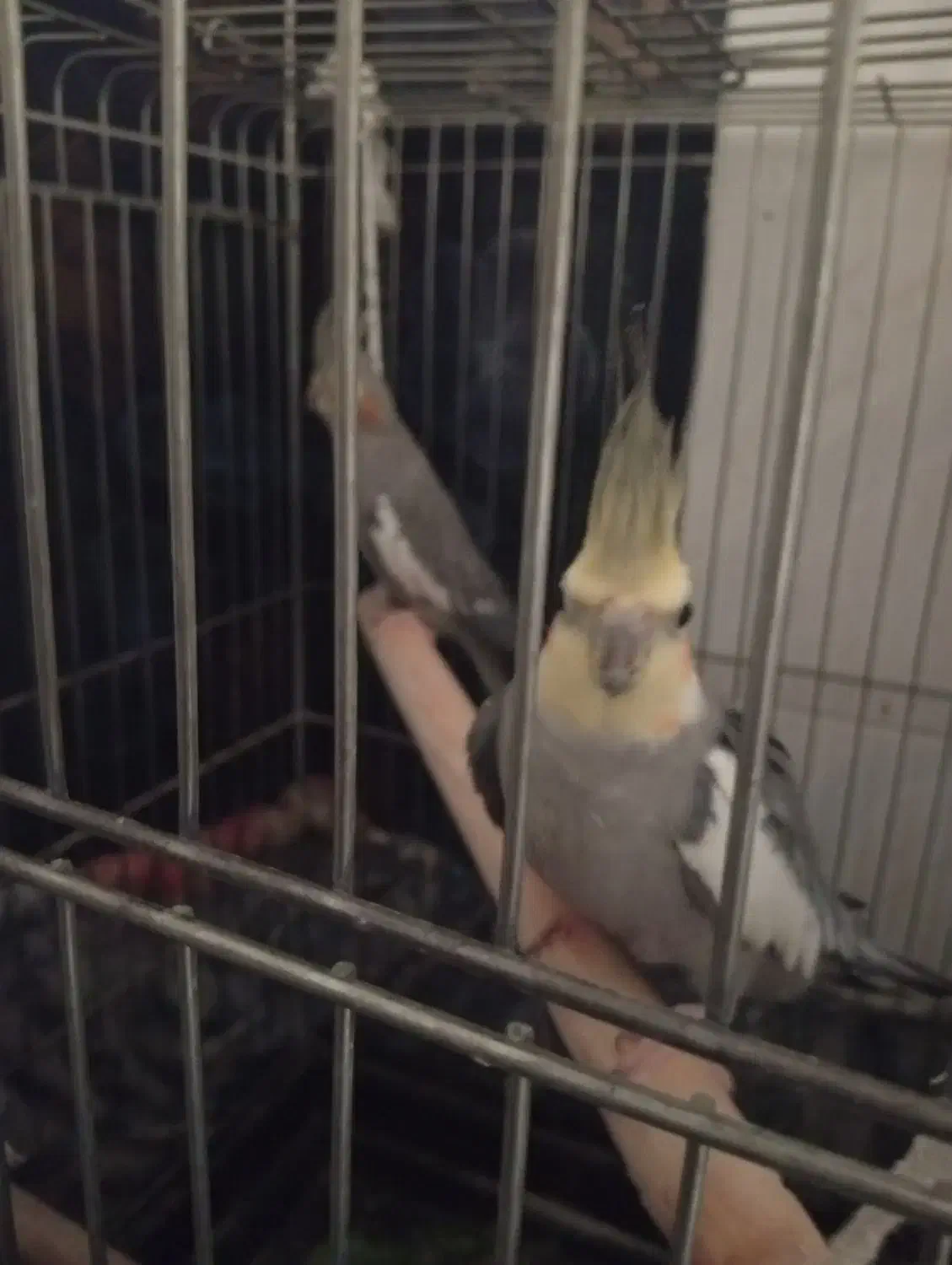 عروس هلندی|پرنده|یاسوج, |دیوار