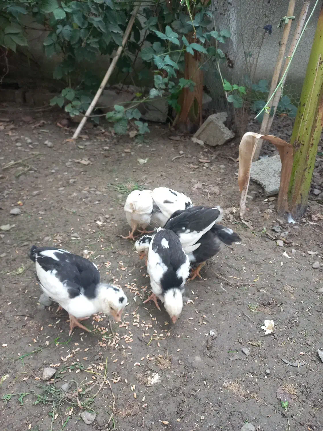 ۶ عدد جوجه گلین قلم سیاه وطوسی|حیوانات مزرعه|بهنمیر, |دیوار