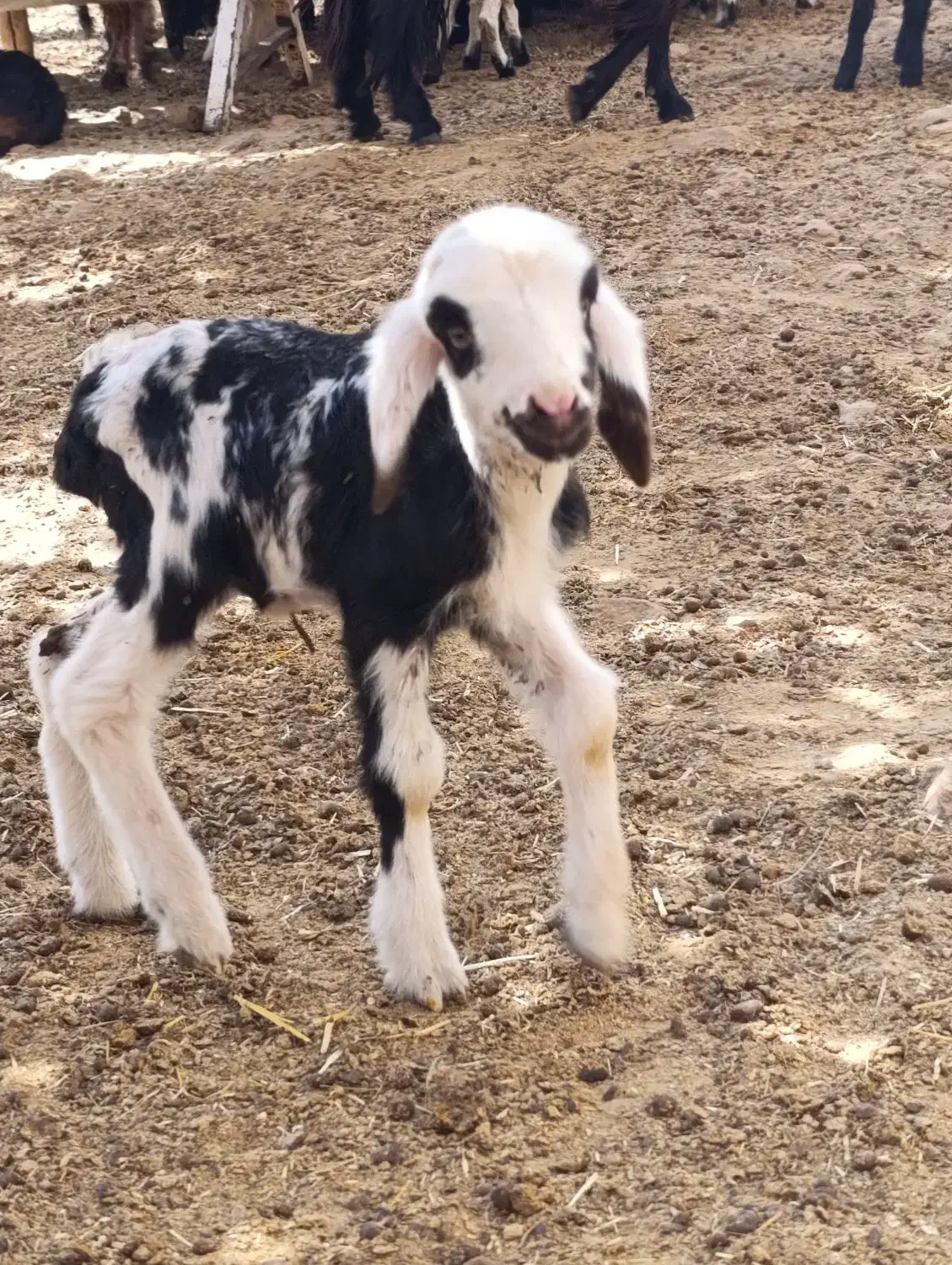 بره و کهره شیری|حیوانات مزرعه|چرام, |دیوار