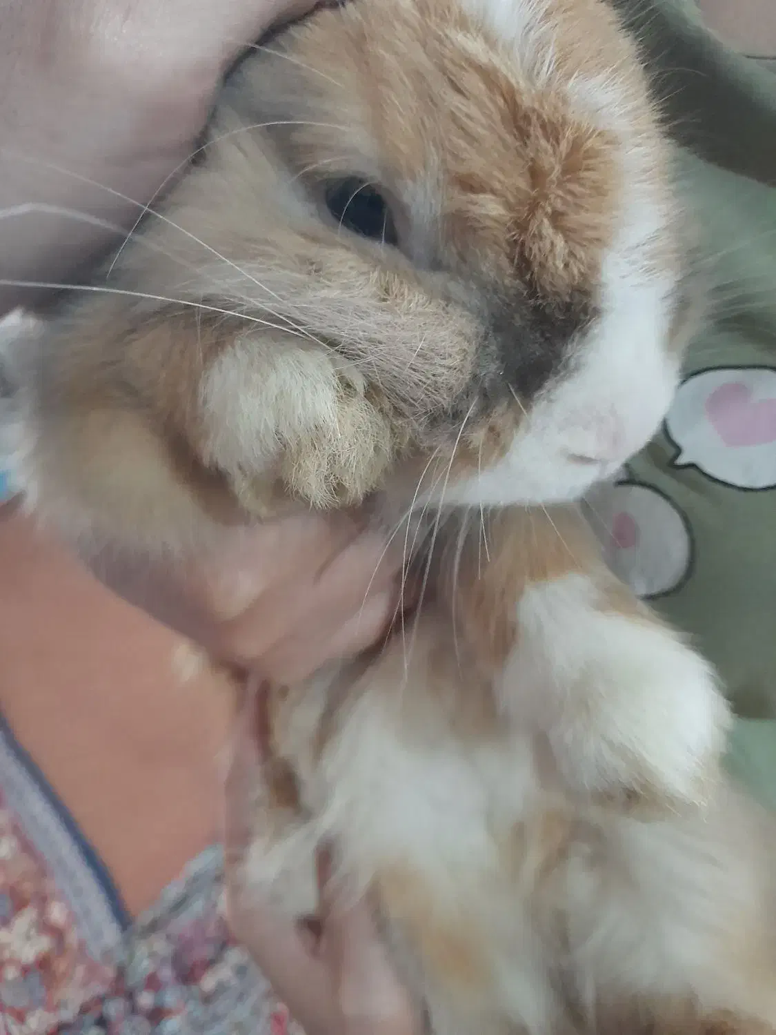 خرگوش لوپ|موش و خرگوش|کوچصفهان, |دیوار