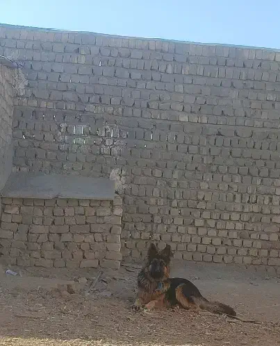 سگ ژرمن دهن پاک|سگ|ساوه, |دیوار