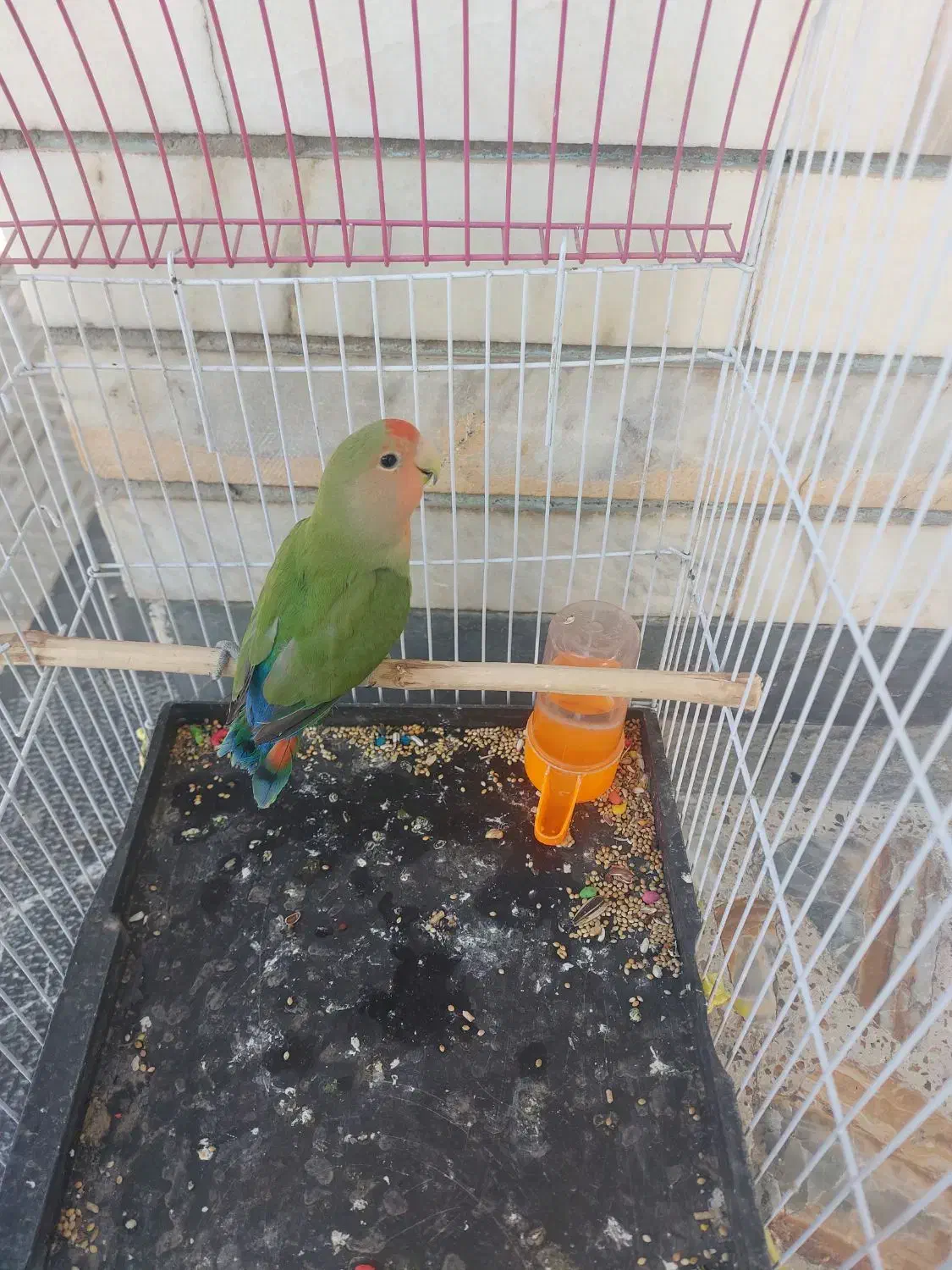 یک عددطوطی برزیلی|پرنده|لردگان, |دیوار